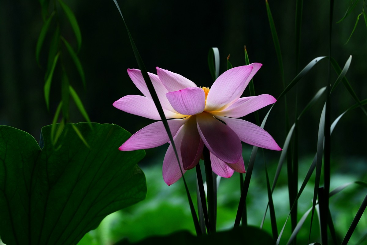 圆明园荷影——祝日照摄影星空(中国)成立一周年！