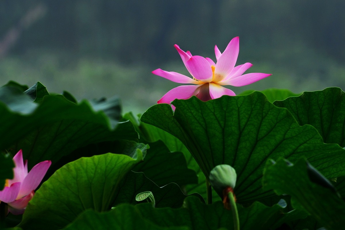圆明园荷影——祝日照摄影星空(中国)成立一周年！