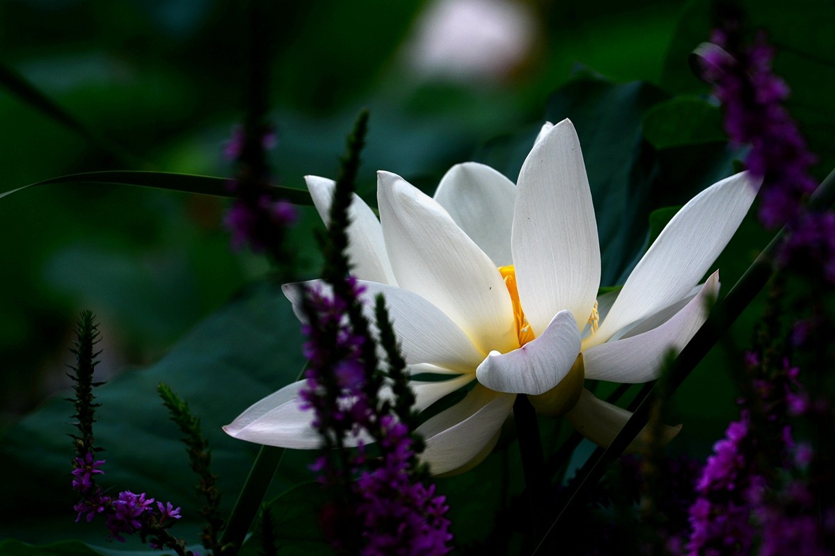 圆明园荷影——祝日照摄影星空(中国)成立一周年！