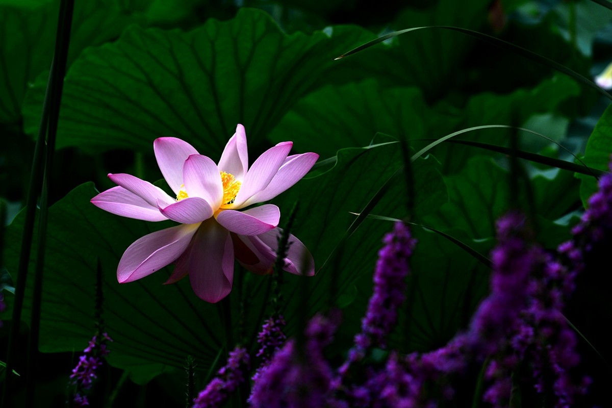 圆明园荷影——祝日照摄影星空(中国)成立一周年！