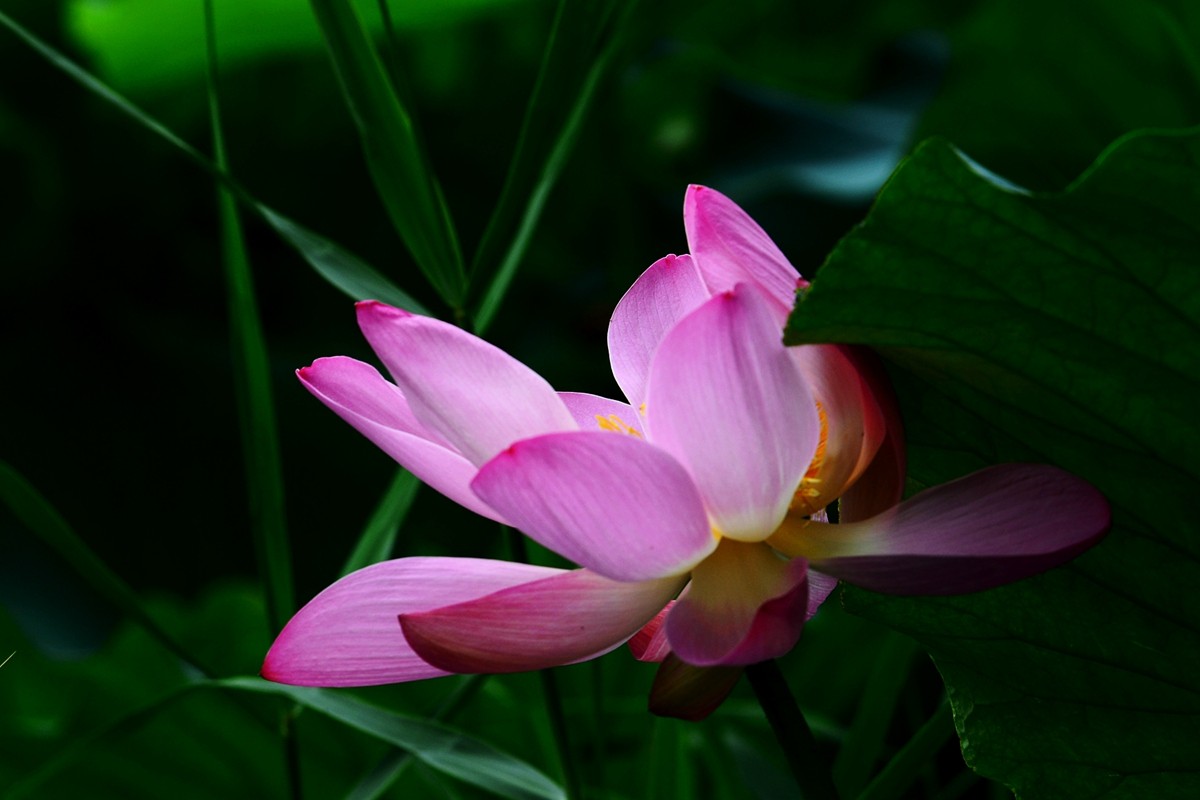 圆明园荷影——祝日照摄影星空(中国)成立一周年！