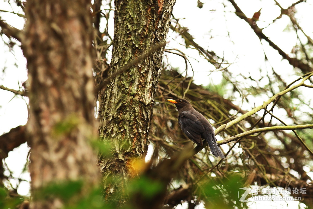 冬鸟－湖南常见之珠颈斑鸠和乌鸫