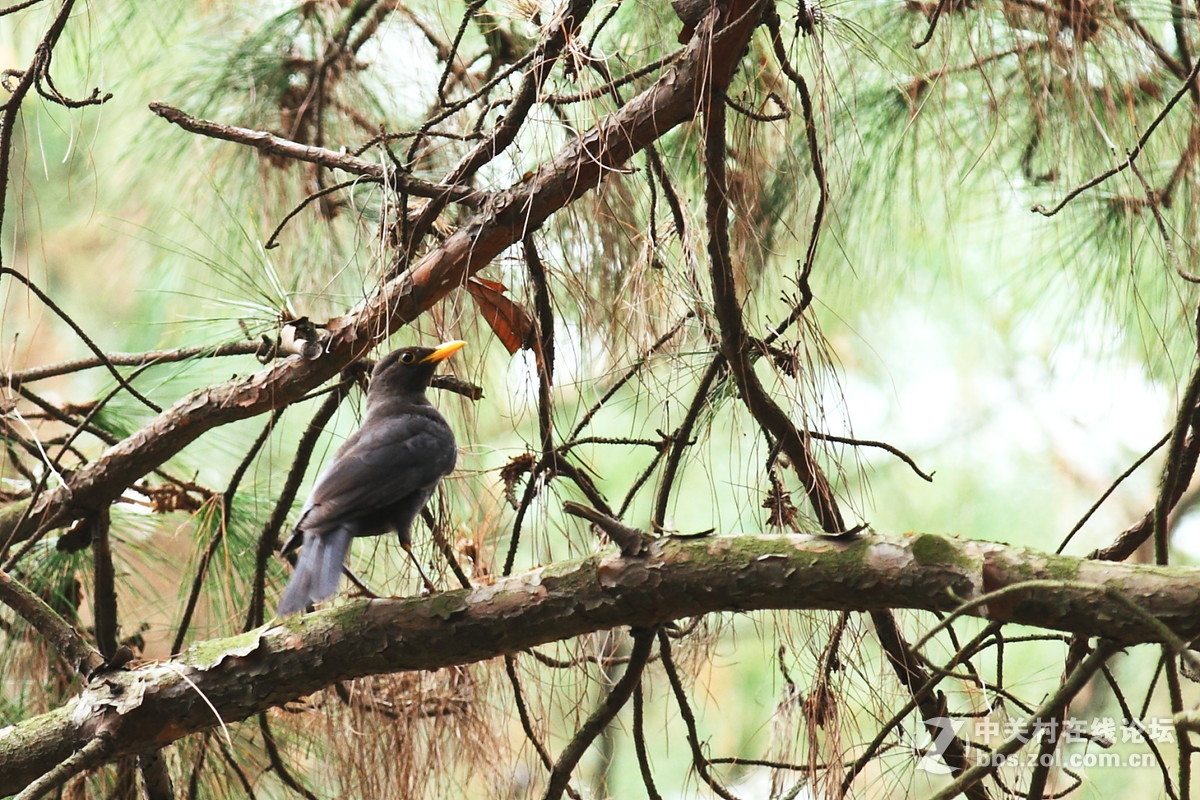 冬鸟－湖南常见之珠颈斑鸠和乌鸫