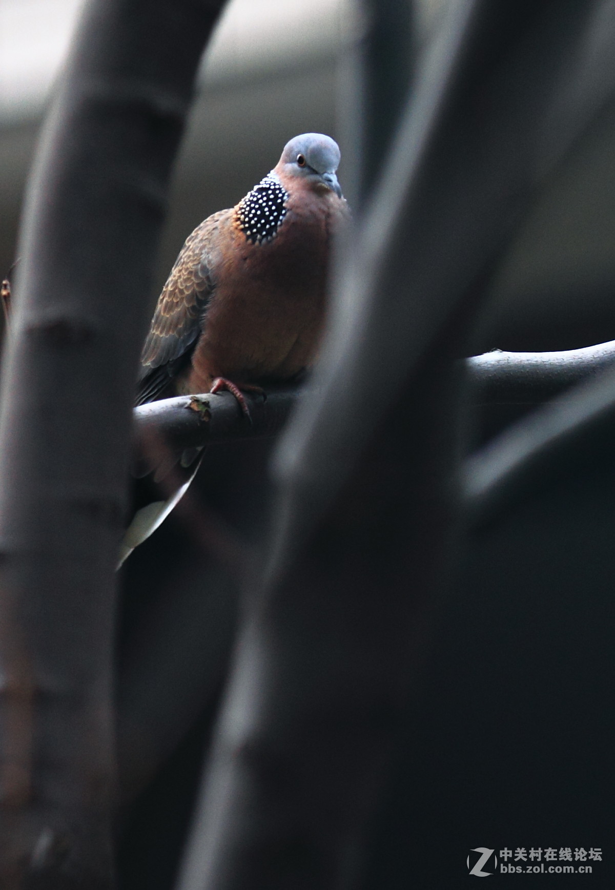 冬鸟－湖南常见之珠颈斑鸠和乌鸫