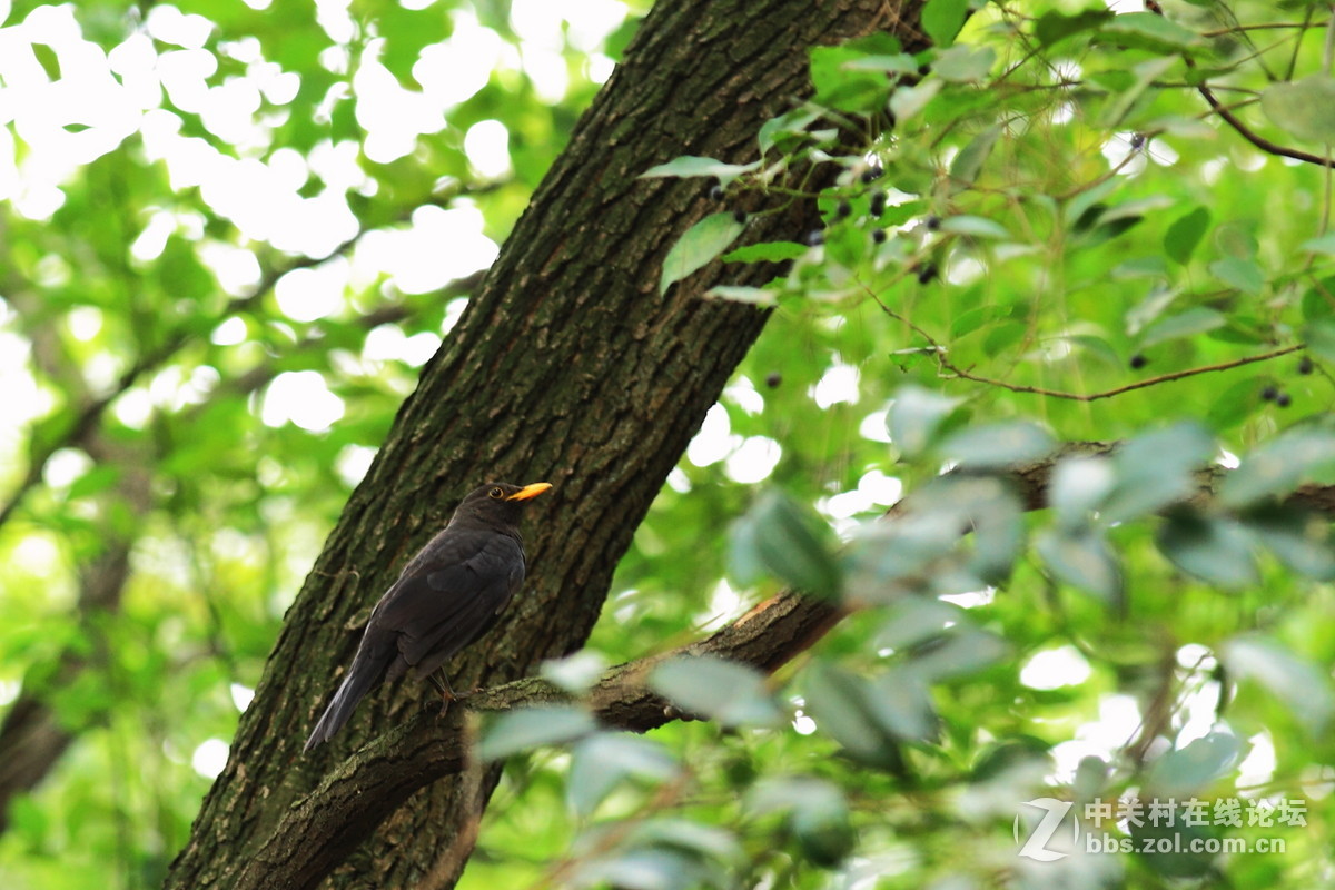 冬鸟－湖南常见之珠颈斑鸠和乌鸫