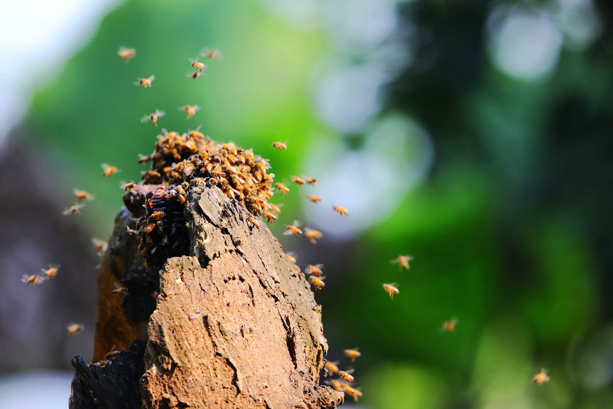 蜂鹰迎春，羊年奋进