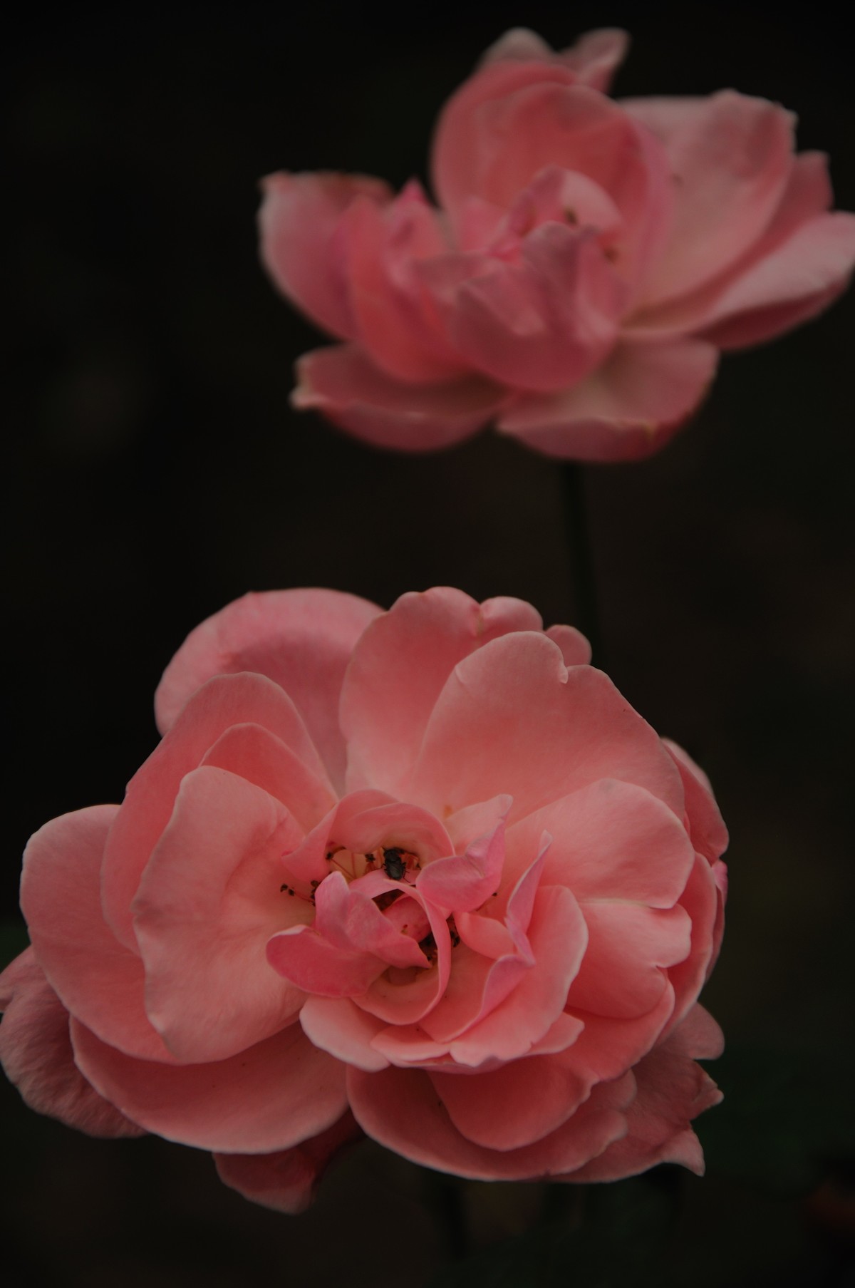 第一次发帖，欢迎大家批评指教