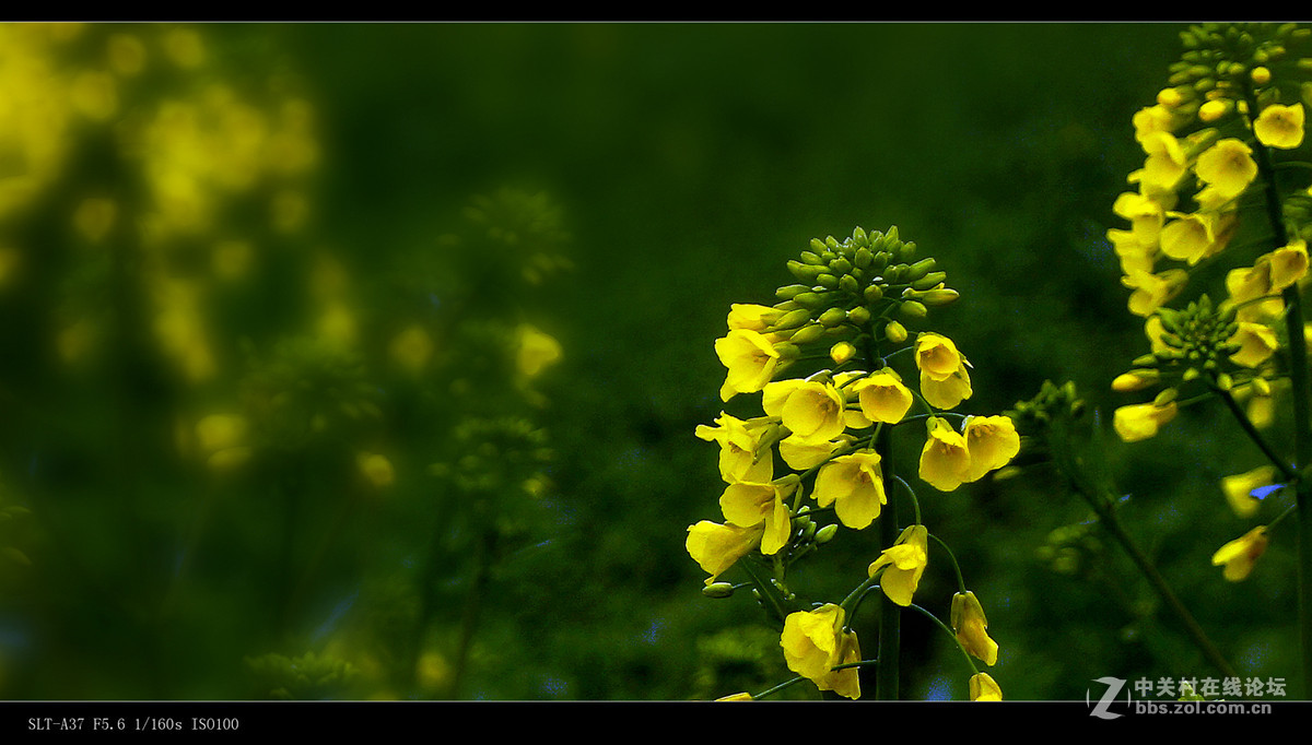 油菜花开