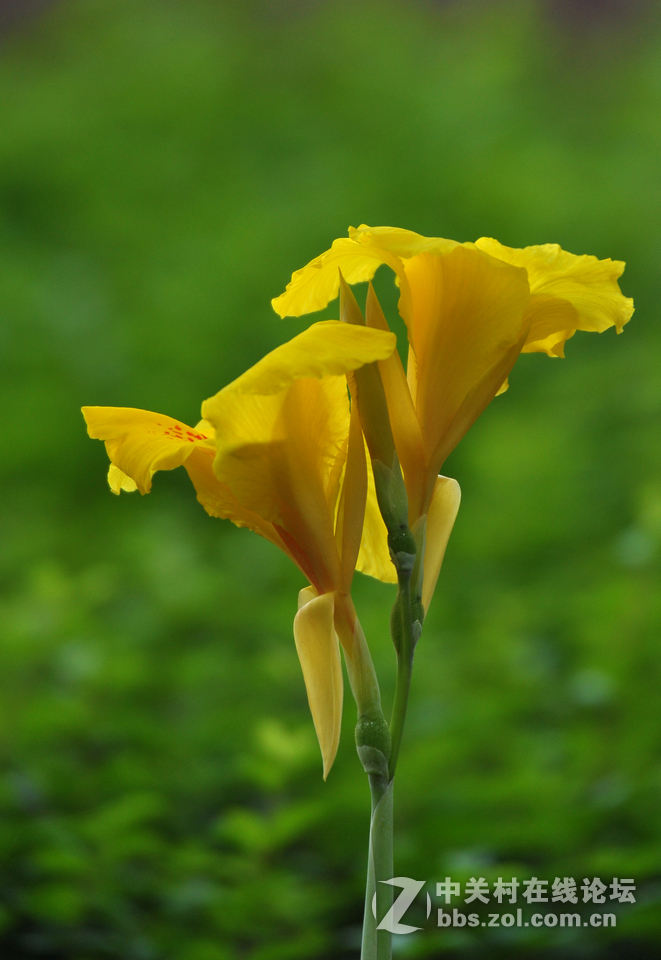 #尼康花卉作品赏析#第15期《美人蕉》