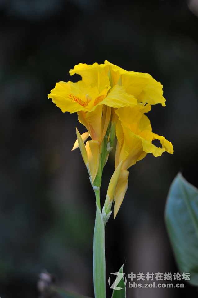 #尼康花卉作品赏析#第15期《美人蕉》