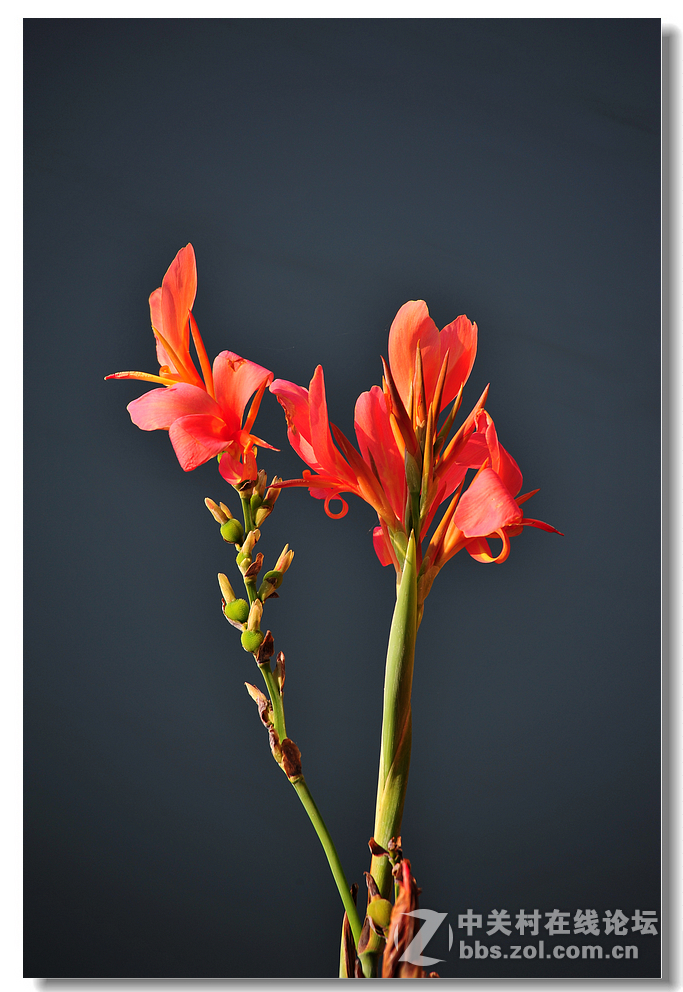 #尼康花卉作品赏析#第15期《美人蕉》