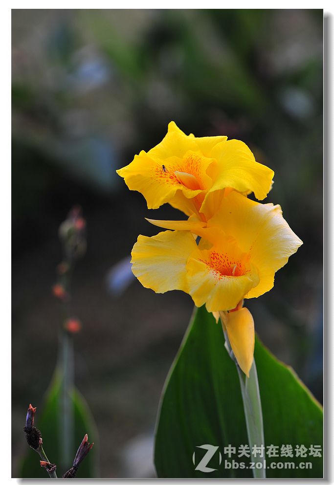 #尼康花卉作品赏析#第15期《美人蕉》