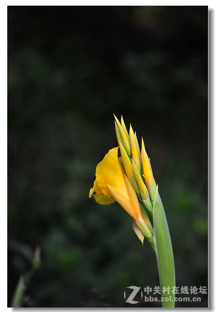 #尼康花卉作品赏析#第15期《美人蕉》