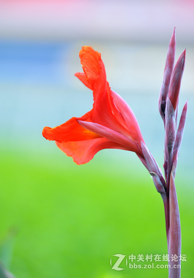 #尼康花卉作品赏析#第15期《美人蕉》