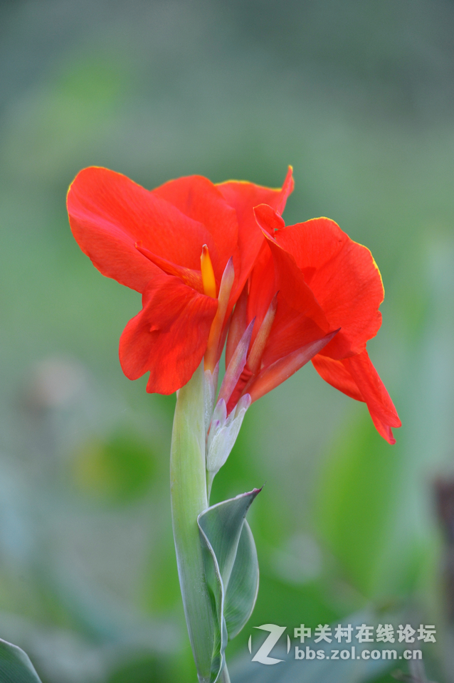 #尼康花卉作品赏析#第15期《美人蕉》