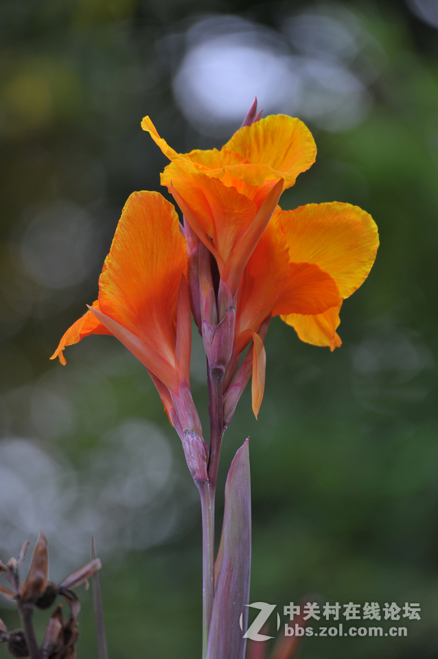 #尼康花卉作品赏析#第15期《美人蕉》