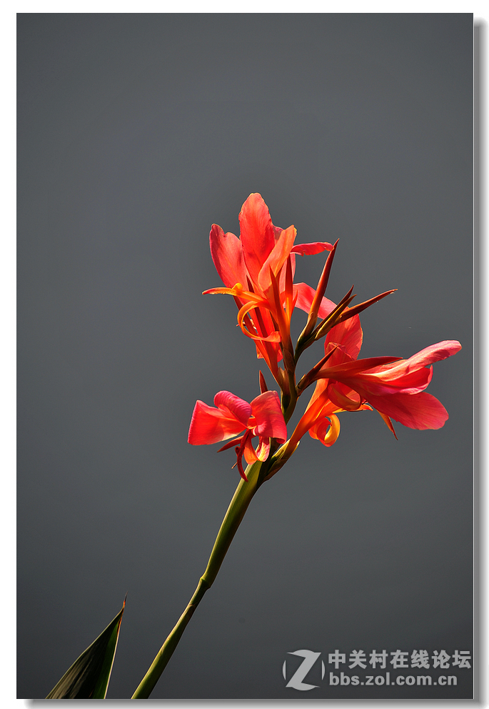 #尼康花卉作品赏析#第15期《美人蕉》