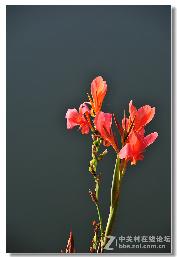 #尼康花卉作品赏析#第15期《美人蕉》