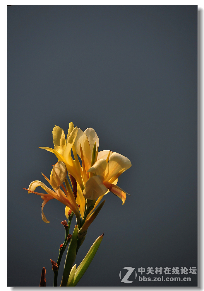 #尼康花卉作品赏析#第15期《美人蕉》