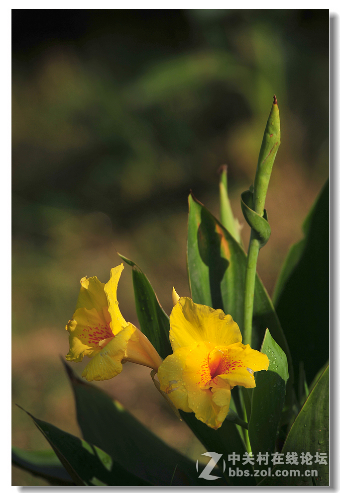 #尼康花卉作品赏析#第15期《美人蕉》