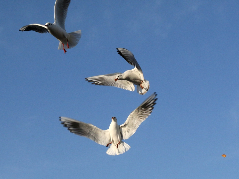 海洋馆随拍海鸥2