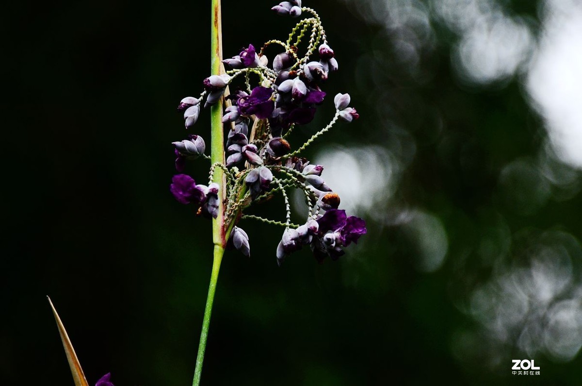 花卉系列【1464】