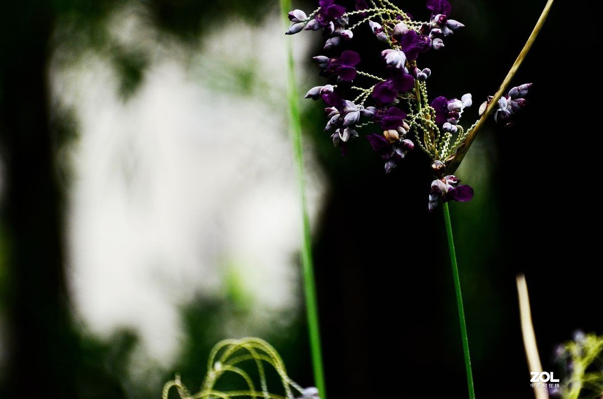 花卉系列【1464】