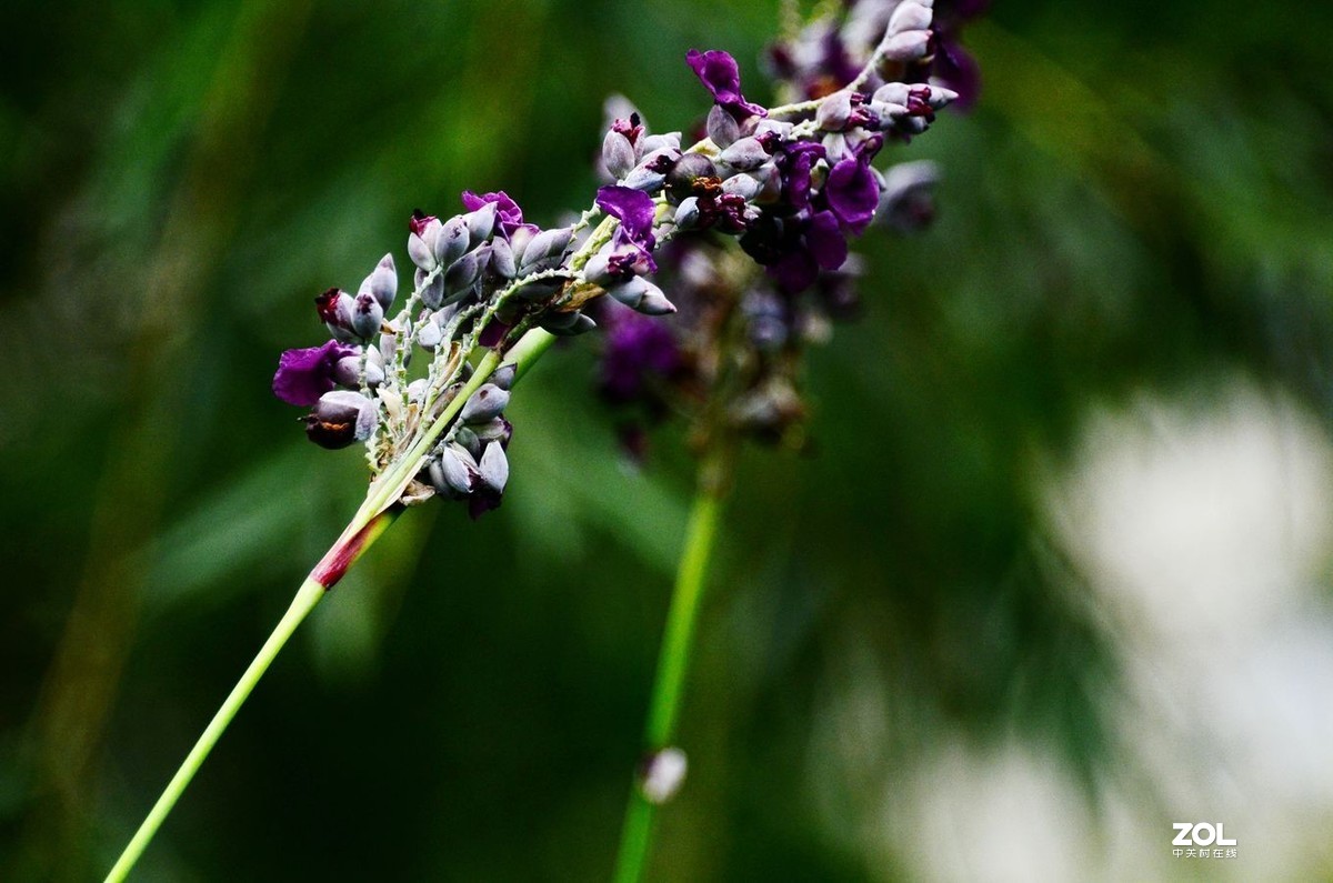 花卉系列【1464】