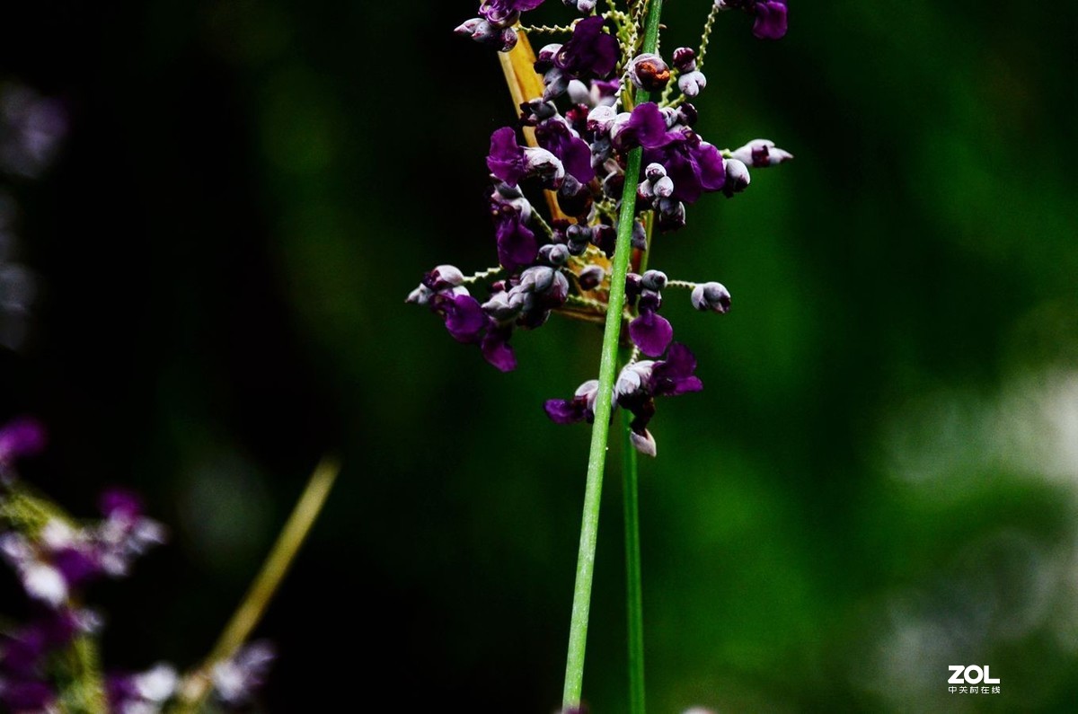 花卉系列【1464】