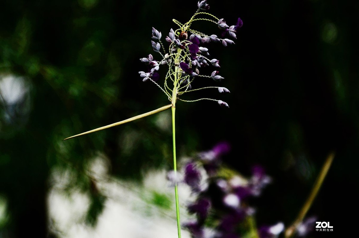 花卉系列【1464】