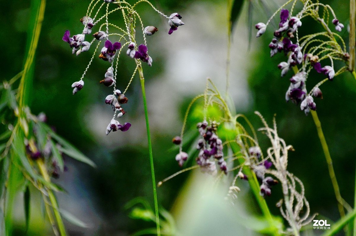 花卉系列【1464】