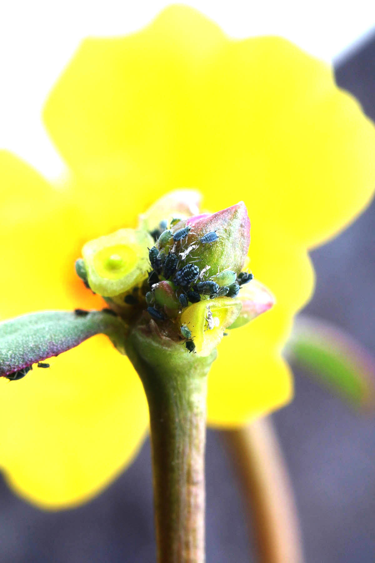 太阳花上的蚜虫
