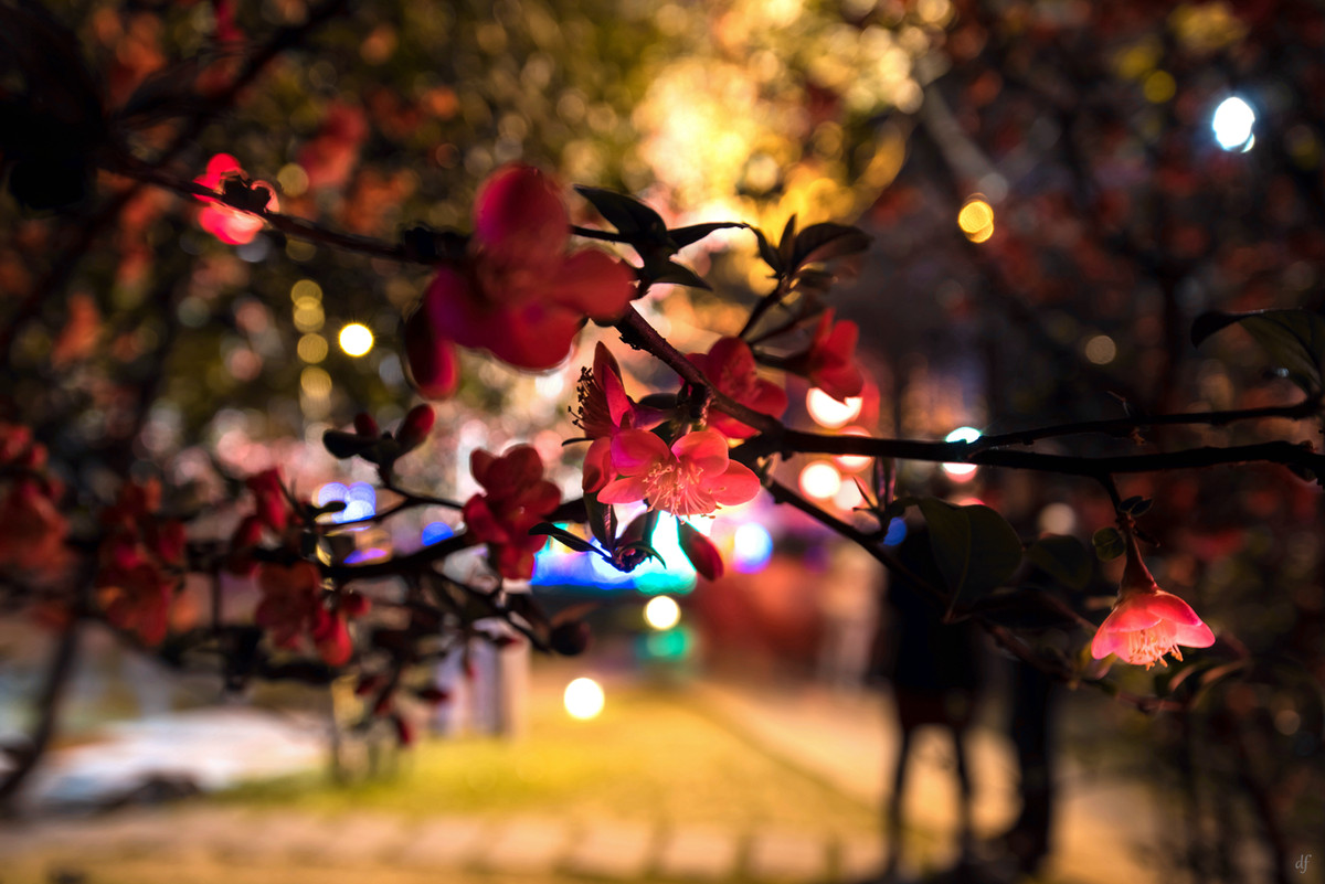 #春节美好瞬间#成都金沙太阳节（二）