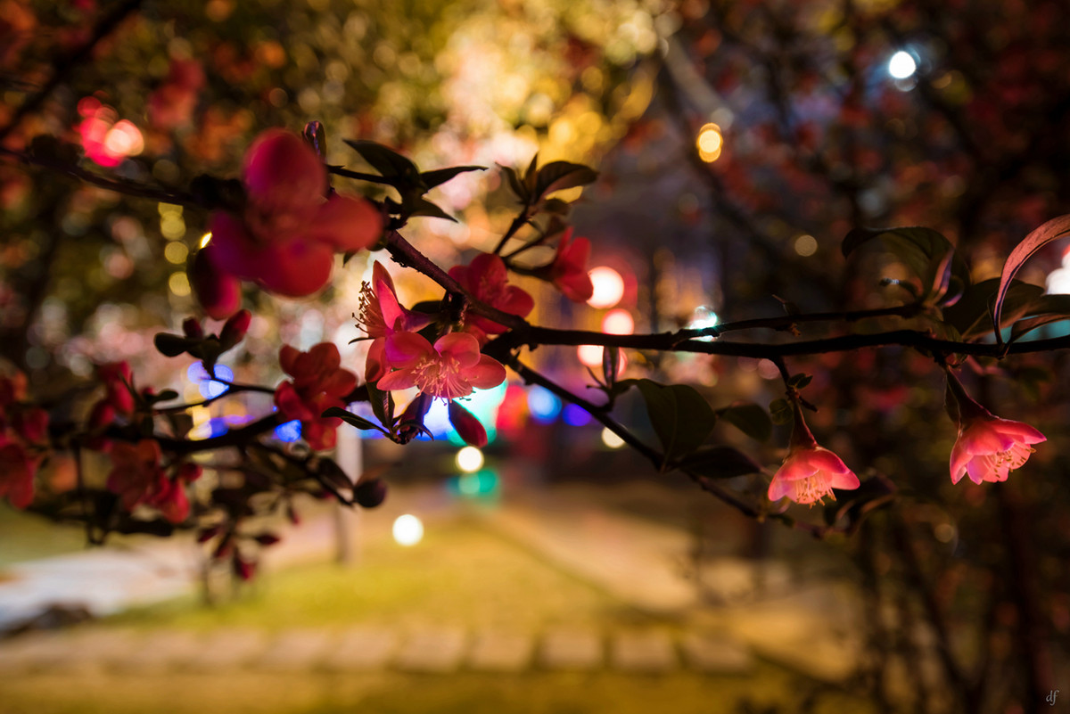 #春节美好瞬间#成都金沙太阳节（二）