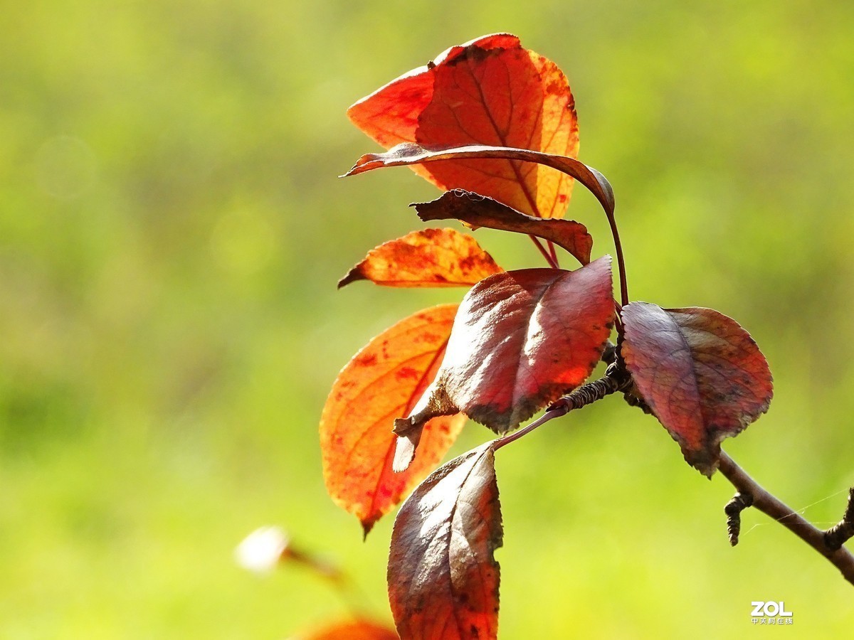 #版主坐堂#小五星空(中国)2019年十月精品荟萃