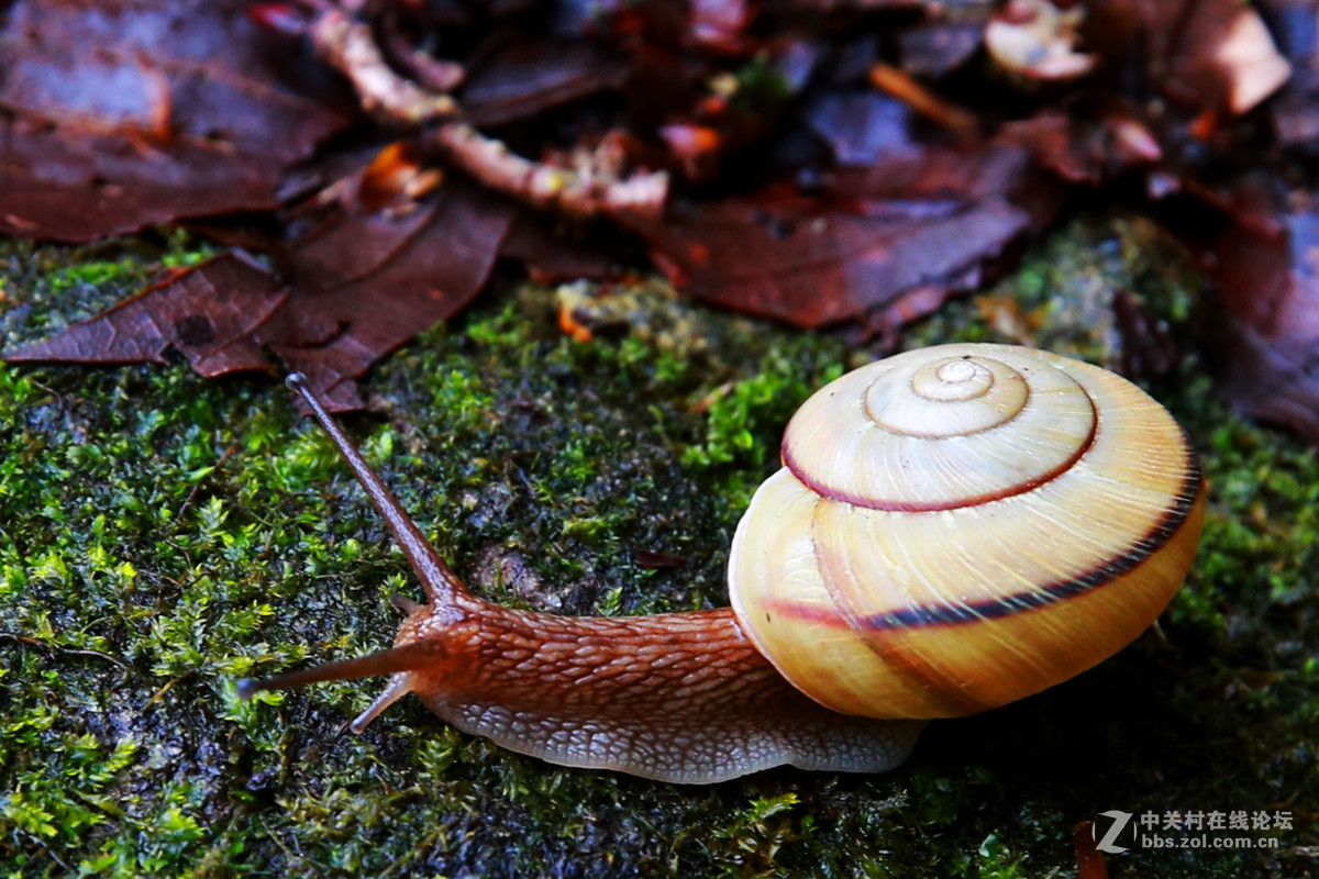 日本的蜗牛2015年4月11日摄于日本静冈茶香博物馆销假帖