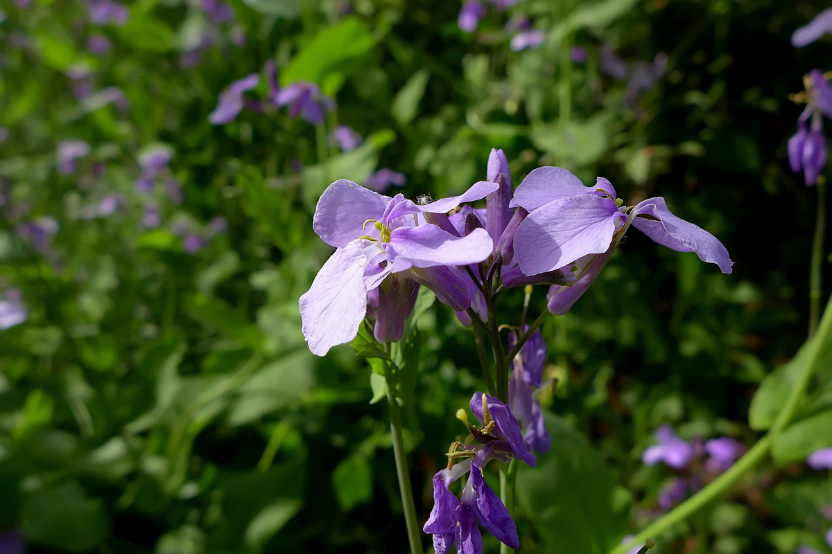 恭贺好友雲龍观海荣任日照星空(中国)版主【不知名的小花，求花名】