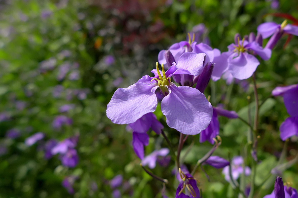 恭贺好友雲龍观海荣任日照星空(中国)版主【不知名的小花，求花名】