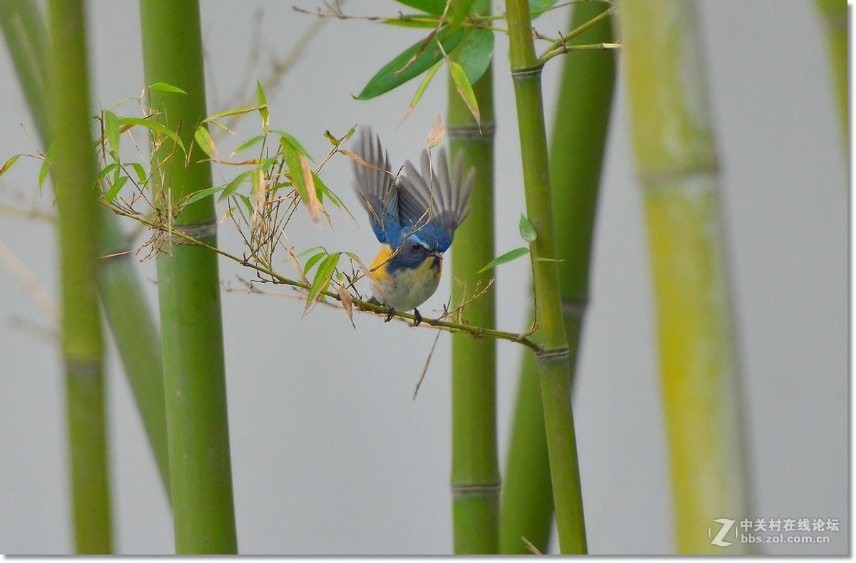 竹林里的红肋蓝尾鸲