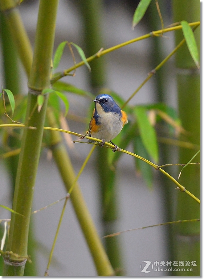 竹林里的红肋蓝尾鸲