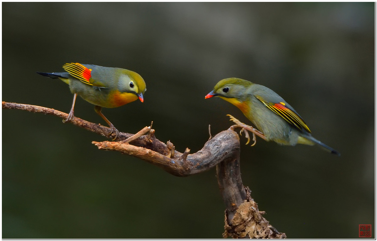 #尼康鸟类作品赏析第七期#红嘴相思