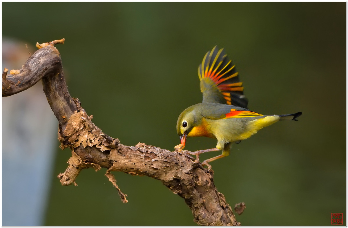 #尼康鸟类作品赏析第七期#红嘴相思