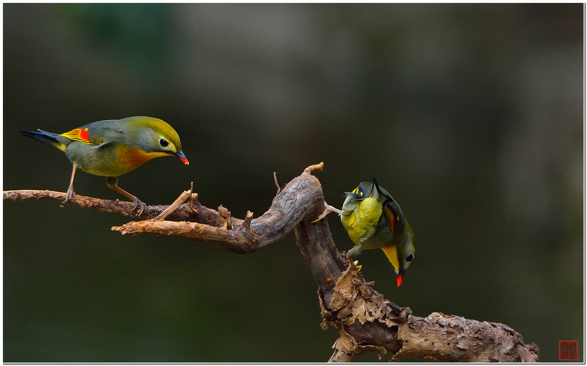 #尼康鸟类作品赏析第七期#红嘴相思