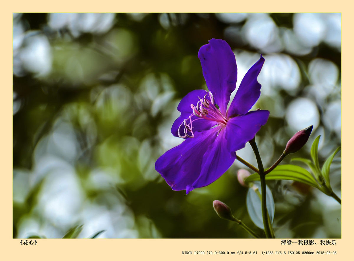 浅谈尼康70-300 VR 3.5-5.6镜头搭配尼康D7000使用感受