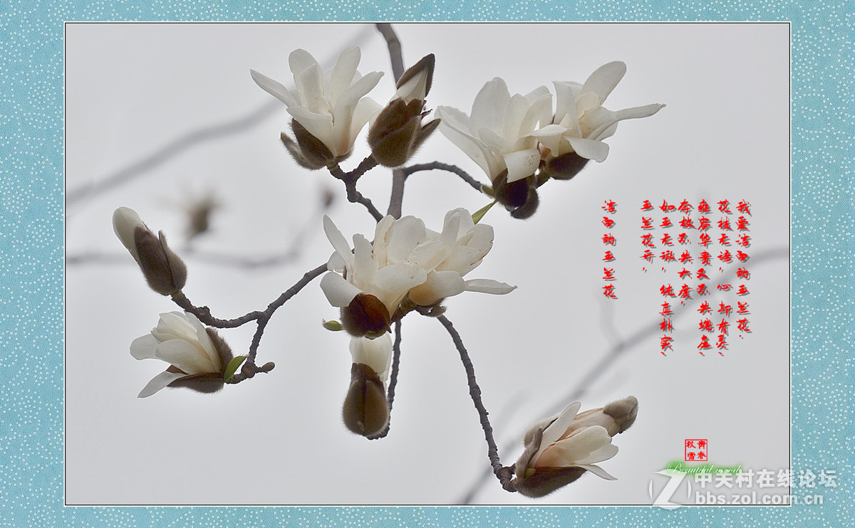 春天的呼唤——洁白的玉兰花