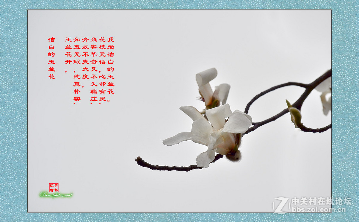 春天的呼唤——洁白的玉兰花
