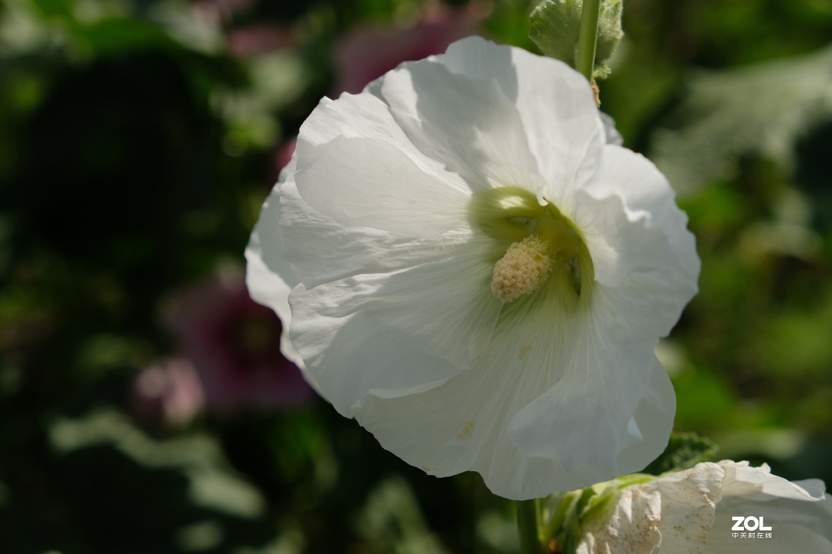 草花一组【20206】