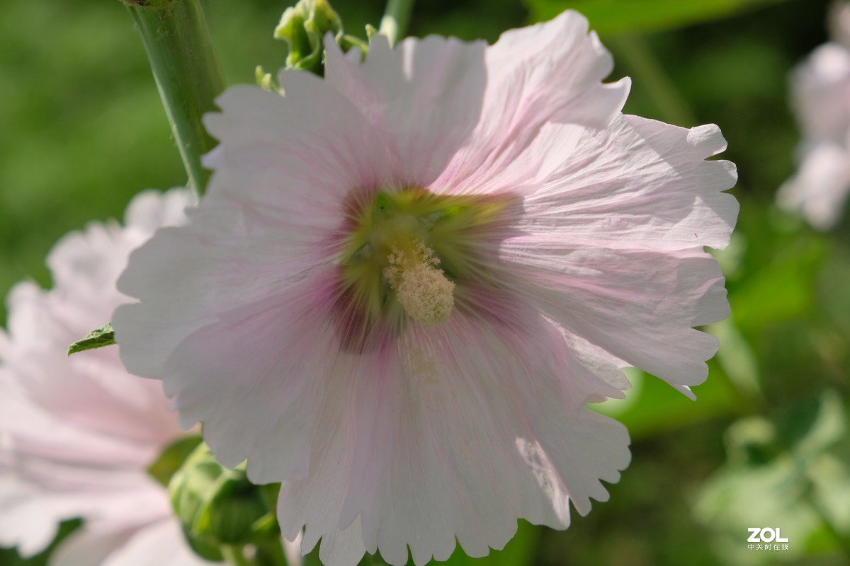 草花一组【20206】