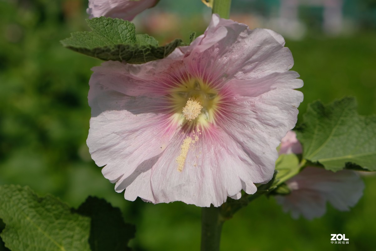 草花一组【20206】