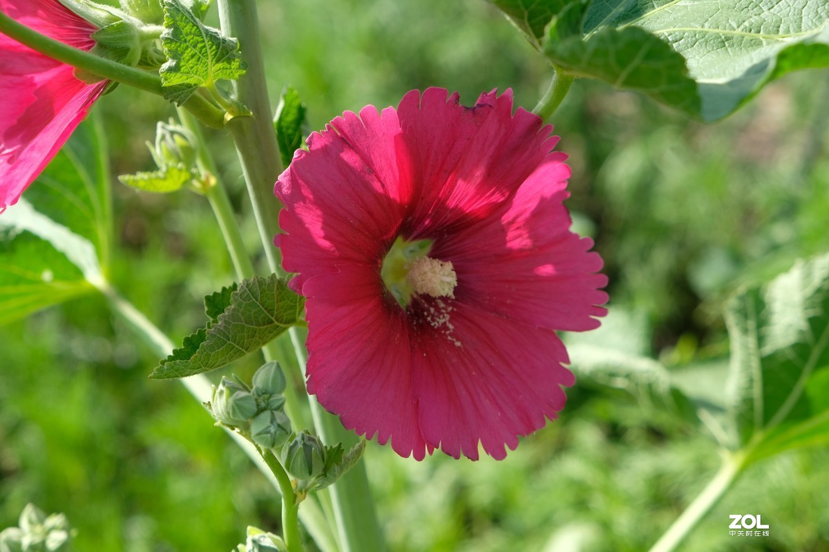 草花一组【20206】